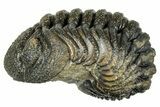 Long, Curled Morocops Trilobite - Morocco #323509-1